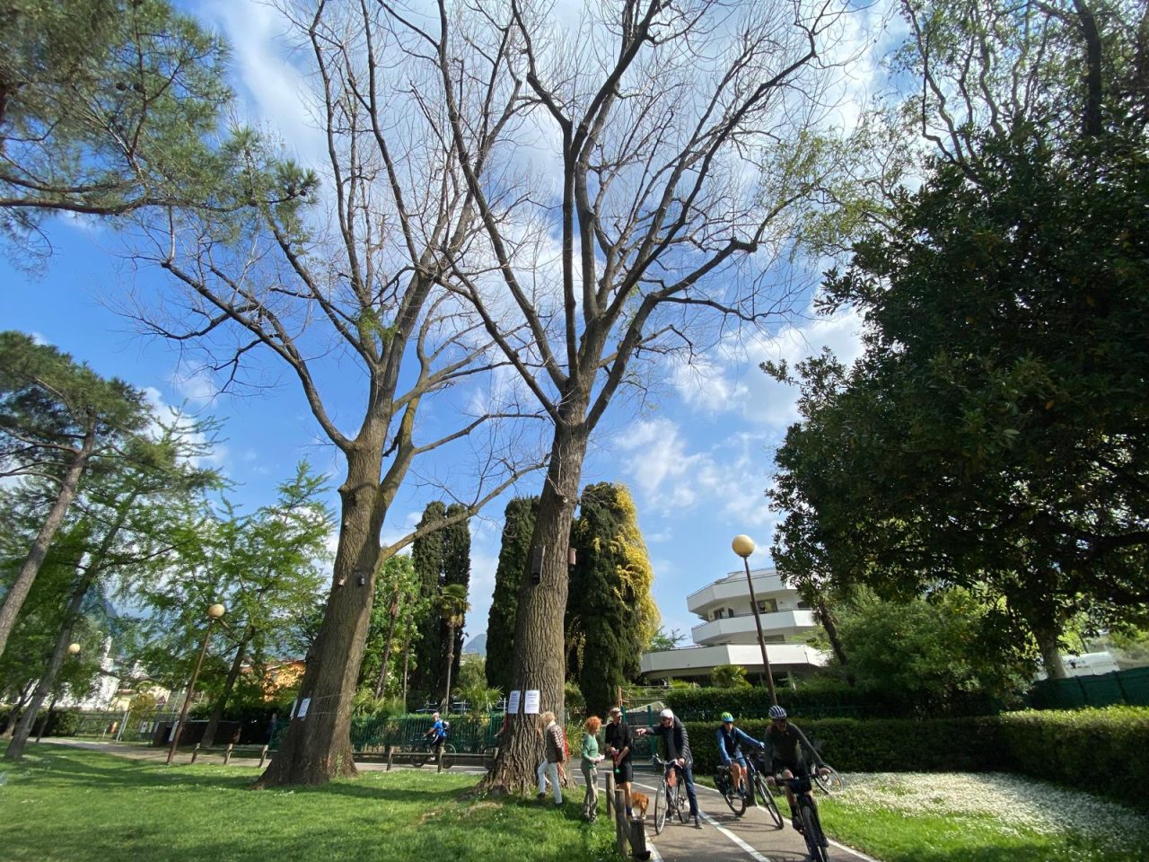 IMG-20260418 PIOPPI AVVELENATI SPIAGGIA PINI RIVA (10)