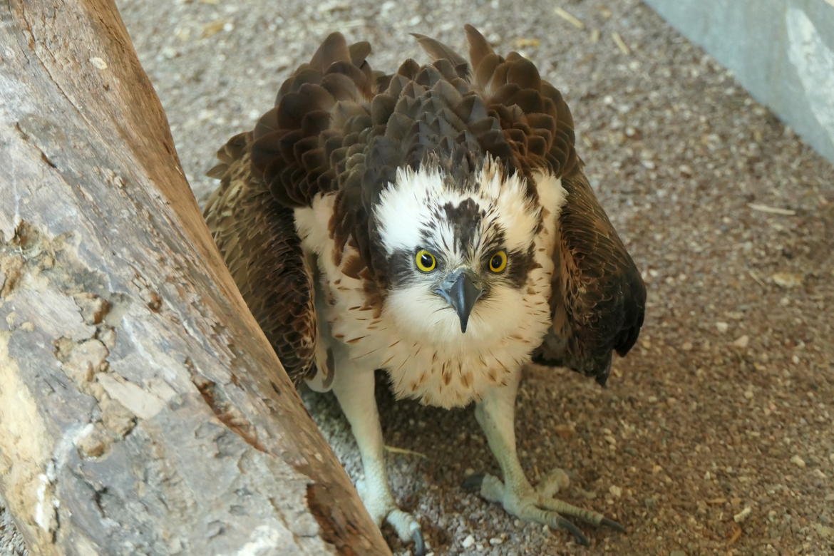 Il-falco-pescatore-curato-al-Cras-di-Trento dro
