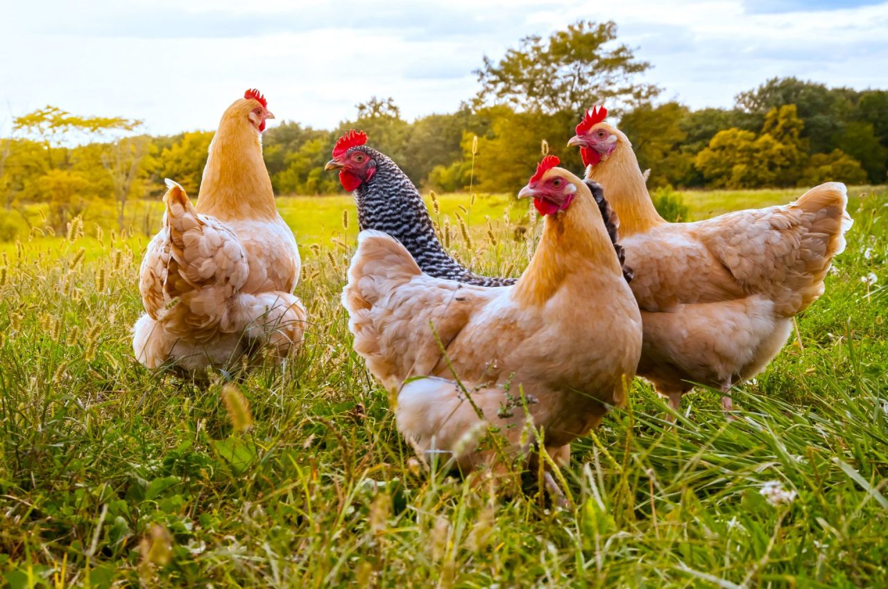 galline polli