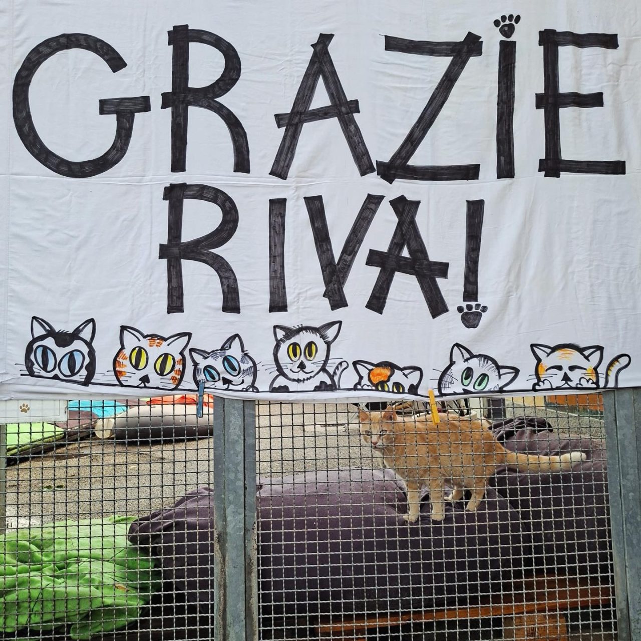 gattile