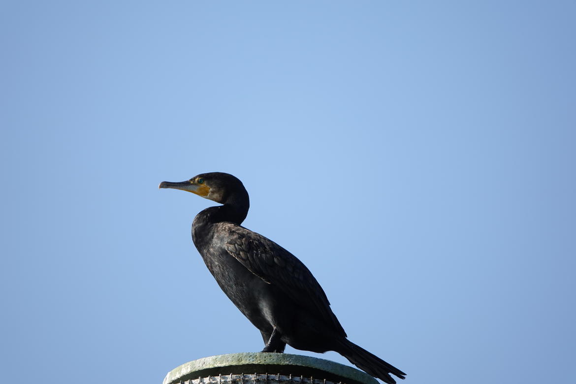 Cormorano-Archivio-Servizio-Faunistico-PAT_imagefullwide.jpg