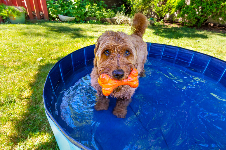 animali cane caldo