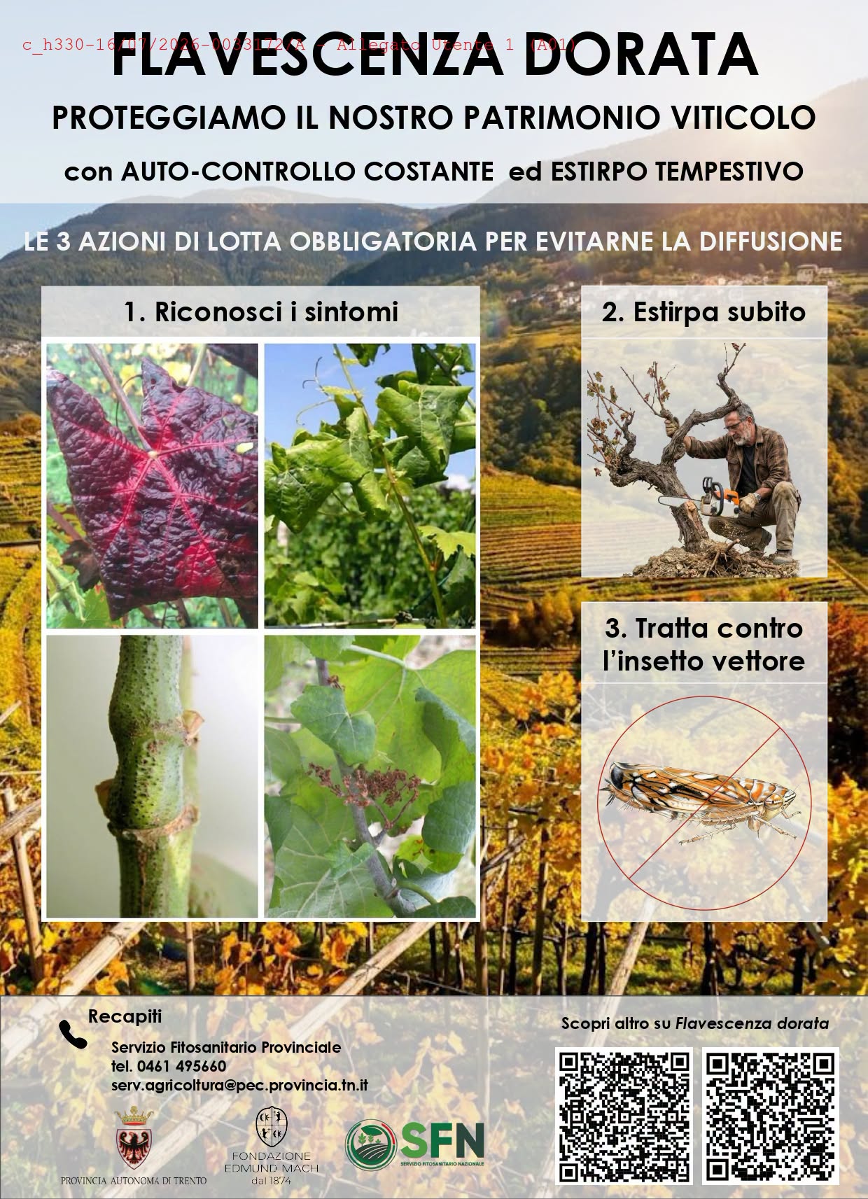 arco flavescenza dorata
