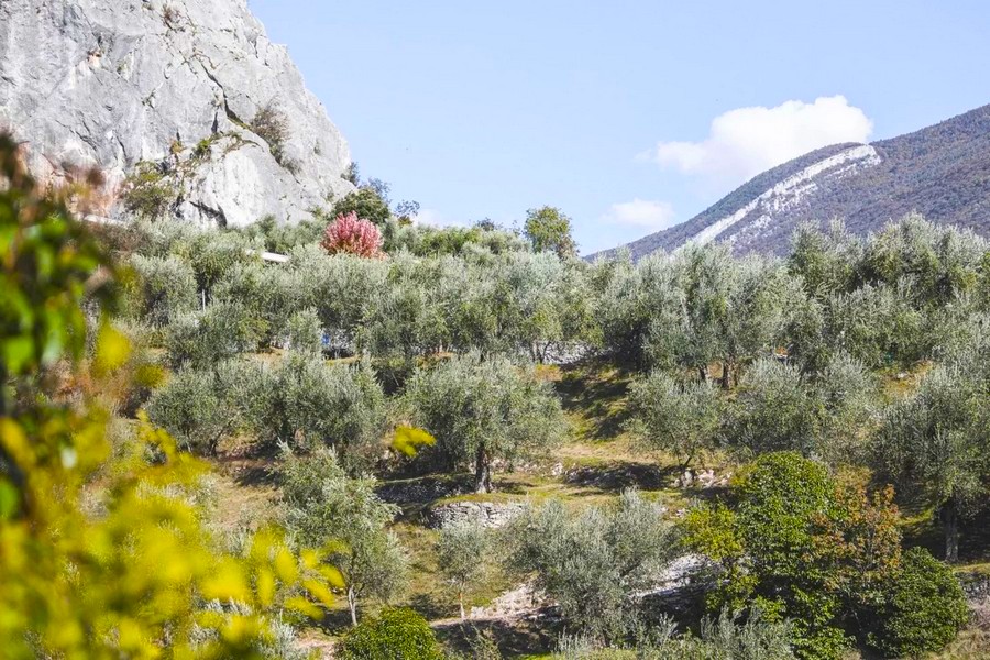 olivaia-arco-03.jpg