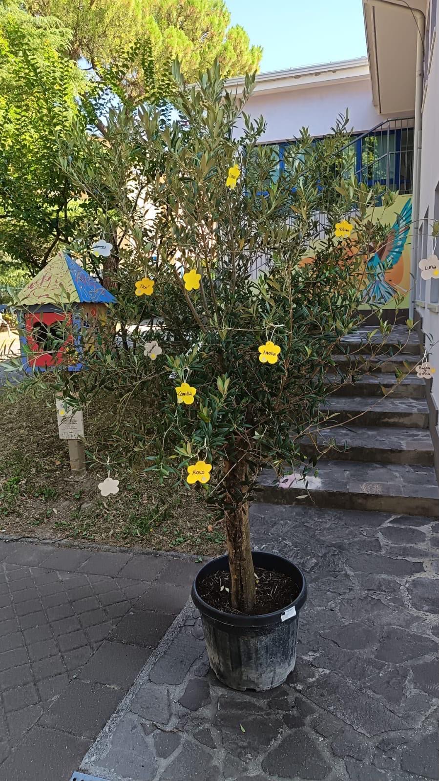 ulivo rione de gasperi riva