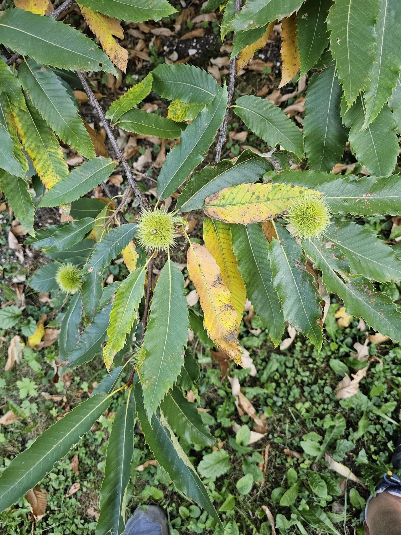 campi pianta di marroni in sofferenza