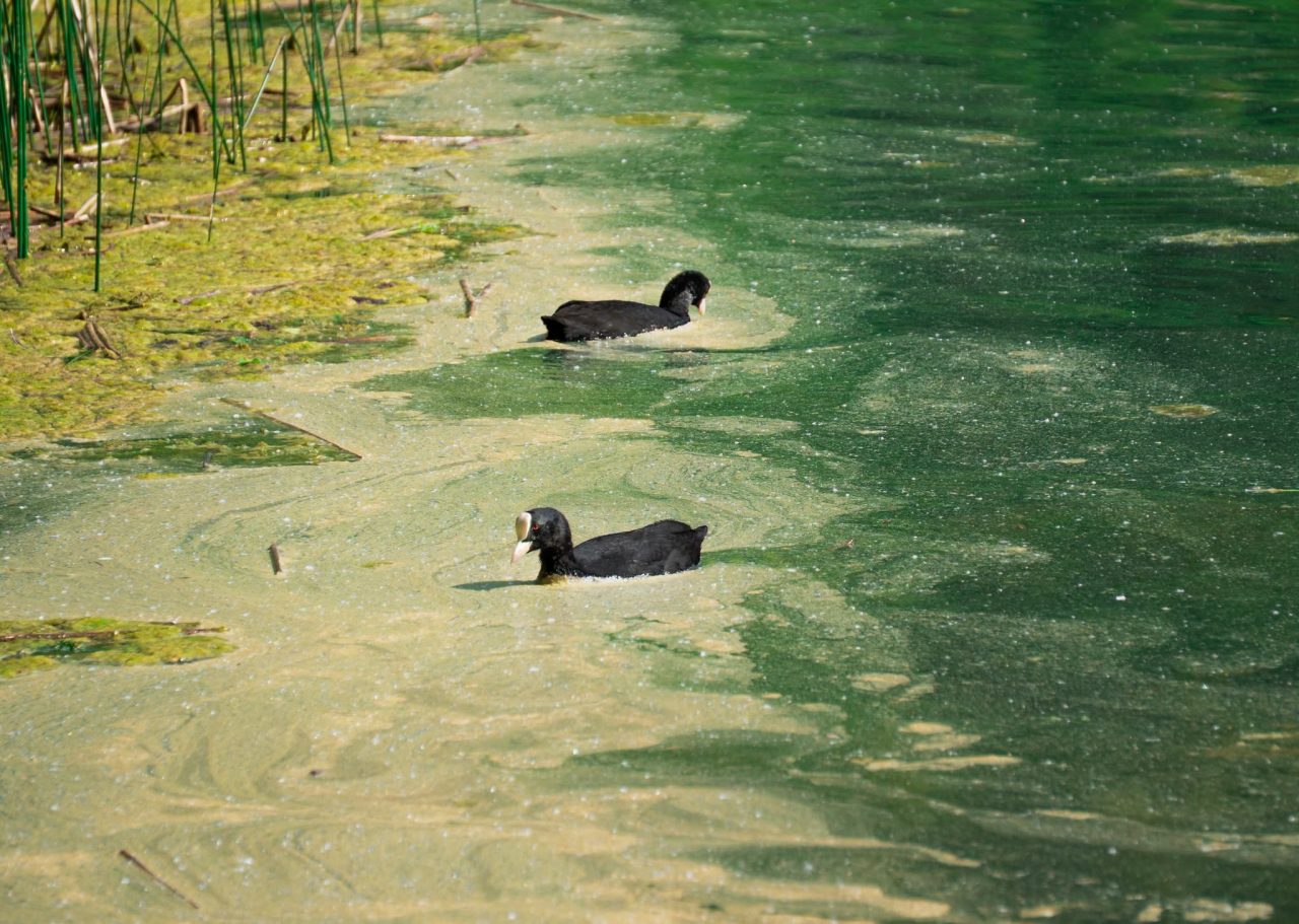 folaghe atra fulica terlago comune vallelaghi