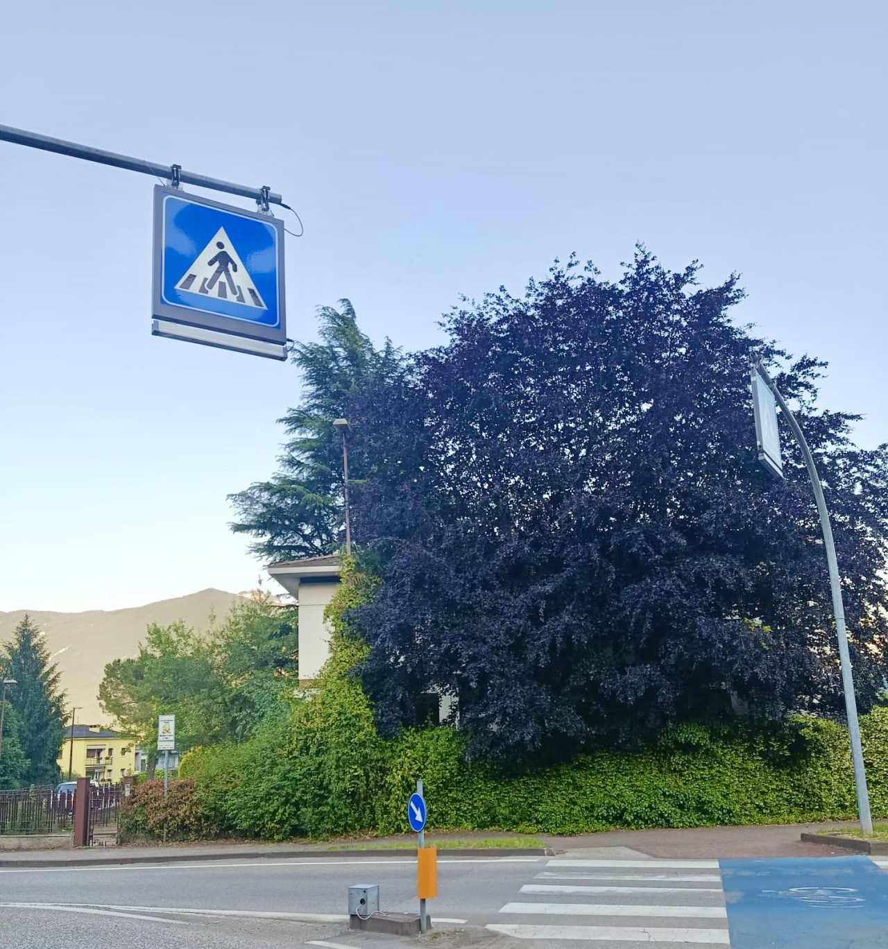 riva albero petizione