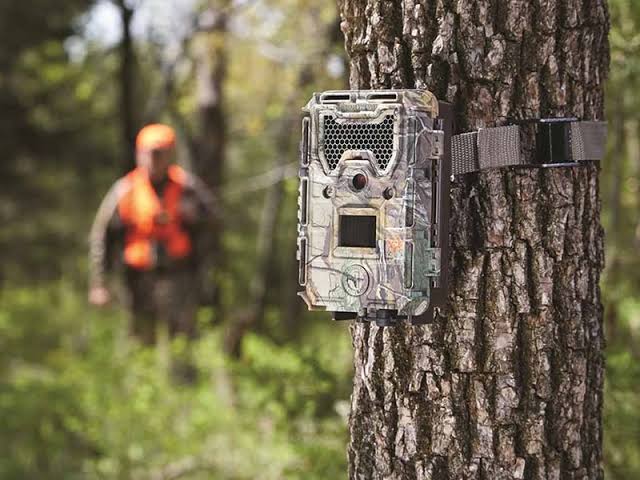 foto trappola bosco