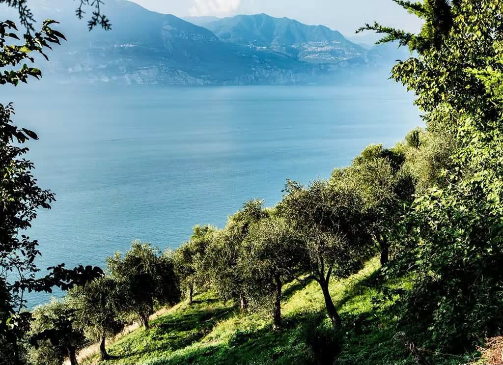 olivicoltura lago di garda