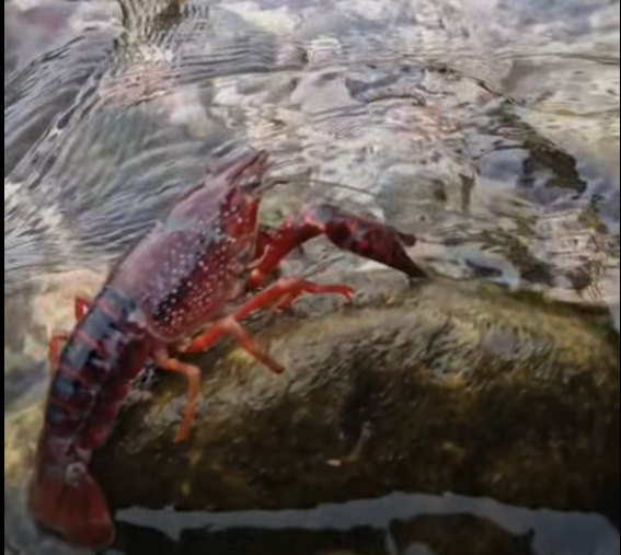 GAMBERO ROSSO ACQUA DOLCE (5)
