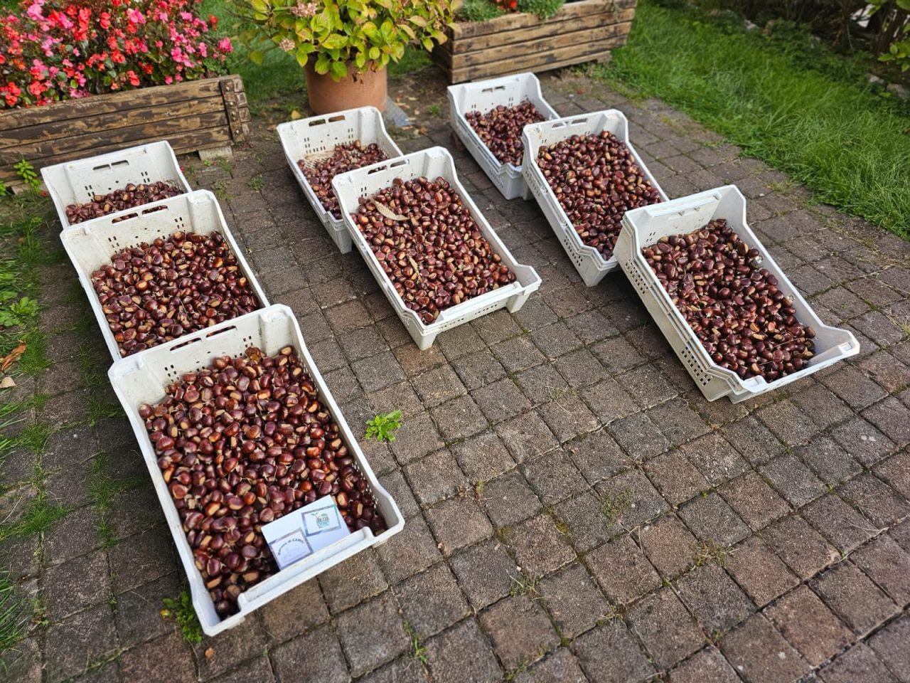 campi-marroni-1280x960.jpg