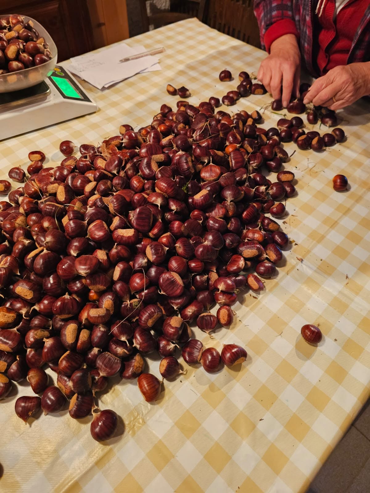 marroni campi de.co.