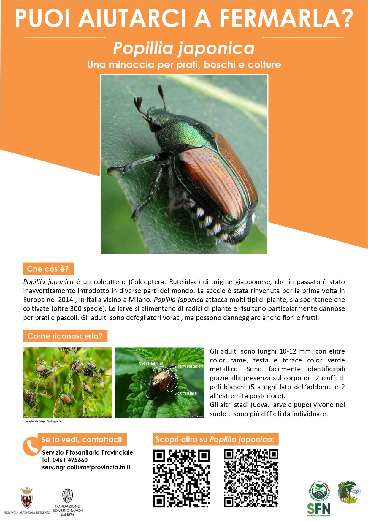 popillia japonica